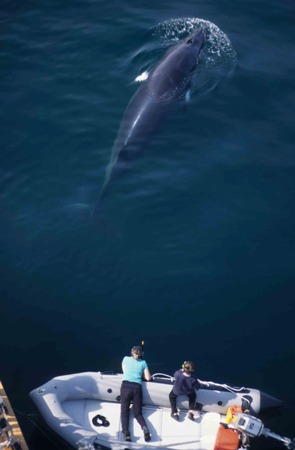 Minke whales can be seen in the Hebrides between April and October